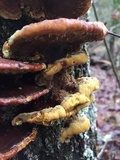 Phellinus gilvus image