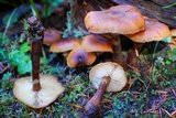 Armillaria nabsnona image