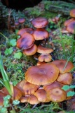 Armillaria nabsnona image