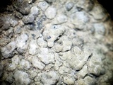 Aspicilia glaucopsina image