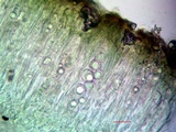 Aspicilia glaucopsina image