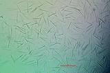 Aspicilia glaucopsina image