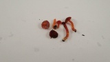 Hygrocybe marchii image