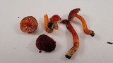 Hygrocybe marchii image