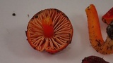 Hygrocybe marchii image