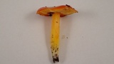 Hygrocybe aurantiosplendens image