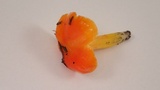 Hygrocybe aurantiosplendens image