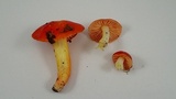 Hygrocybe laetissima image