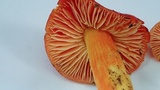 Hygrocybe laetissima image