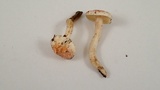 Hygrophorus pusillus image