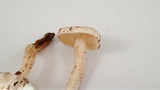 Hygrophorus pusillus image