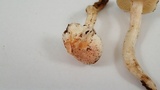 Hygrophorus pusillus image