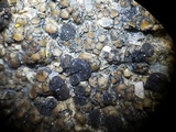 Lecidea protabacina image
