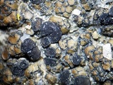 Lecidea protabacina image