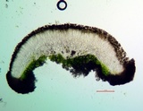 Lecidea protabacina image