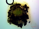 Lecidea protabacina image