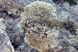 Lecanora muralis image