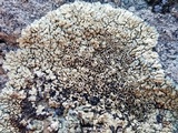 Lecanora muralis image
