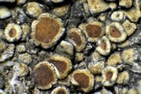 Lecanora muralis image