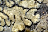 Lecanora muralis image