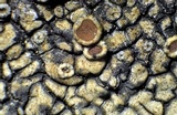 Lecanora muralis image