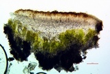 Lecanora muralis image