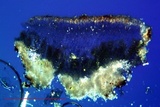 Lecanora muralis image
