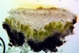 Lecanora muralis image