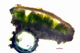 Lecanora muralis image