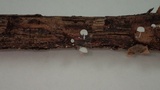 Mycena adscendens image