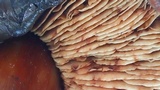 Phaeocollybia kauffmanii image