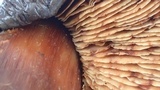 Phaeocollybia kauffmanii image