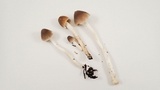 Psathyrella longipes image