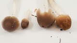 Psathyrella longipes image