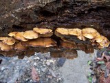 Bjerkandera adusta image