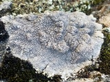 Diploschistes scruposus image
