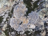 Diploschistes scruposus image