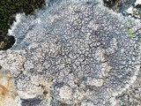 Diploschistes scruposus image
