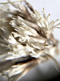 Thelephora penicillata image