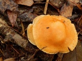 Cuphophyllus pratensis image