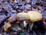 Gymnopilus flavidellus image