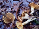Gymnopilus flavidellus image