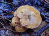 Gymnopilus flavidellus image