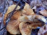 Gymnopilus flavidellus image