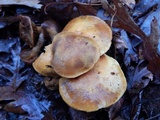 Gymnopilus flavidellus image