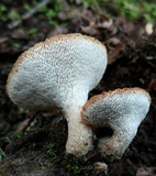 Polyporus tuberaster image