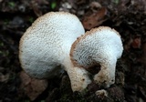 Polyporus tuberaster image