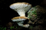 Polyporus tuberaster image