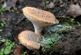 Polyporus tuberaster image