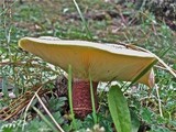 Tricholomopsis rutilans image